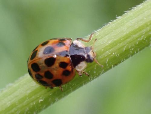 Réf. 317 615 : Harmonia axyridis
